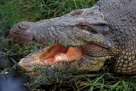 AUSTRALIAN SALWATER CROCODILE OR ESTUARINE CROCODILE (crocodylus porosus), ADULT WITH OPEN MOUTH