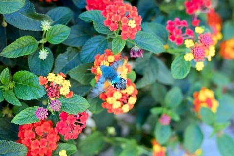 Hummingbird hawk-moth (Macroglossum stellatarum) in buzzing flight on a wood anemone (Lantana),