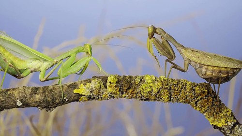 Slow motion, Two large female praying mantis meet on the same tree branch. Conflict of
