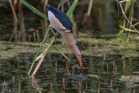 Little bittern (Ixobrychus minutus), female, Lake Kerkini, Greece, Europe