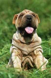 Shar-Pei dog, puppy sitting on grass with tongue out