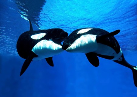 Killer Whale (orcinus orca), Adults