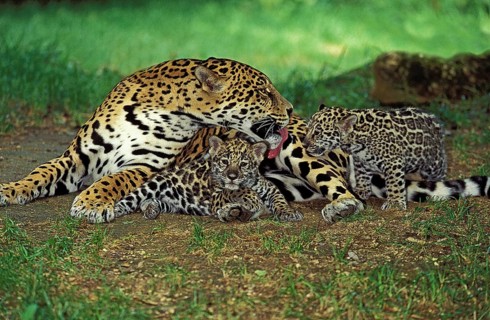 Jaguar (panthera onca), Mother Licking Cub