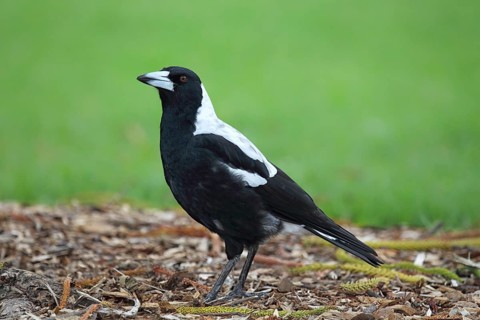 Australian magpie (Gymnorhina tibicen) in Victor Harbor, South Australia, Australia, Oceania