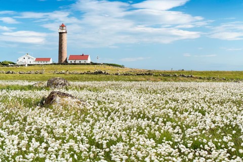Lighthouse Lista Fyr, meadow with cotton grass, Ytre Listalandet, Borhaug, Vestbygd, Farsund,