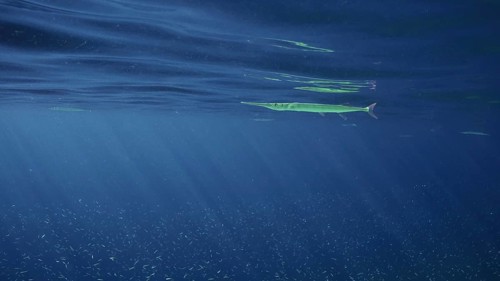 Sea Needle or Garfish swims under surface of blue water in sunburst on daytime, a large school of
