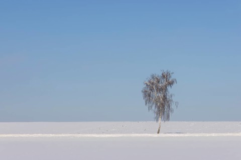 A single birch tree with branches under snow in a field under snow, with blue sky, Ingerkingen,