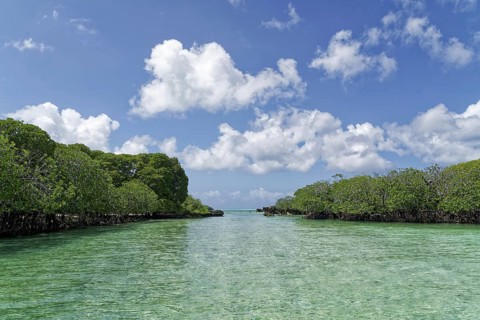 Mangroves, turquoise blue water, blue sky with white clouds, UNESCO World Heritage Site, Aldabra