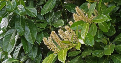 Cherry Laurel (prunus laurocerasus) or Laurel Cherry, Blooming Tree in Normandy