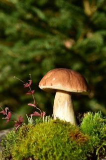 King bolete (Boletus edulis) growing on a moss cushion in autumn, Hunsrück, Rhineland-Palatinate,