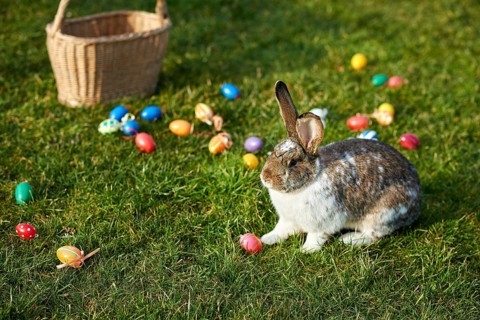 Happy easter bunny with eggs
