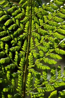 Bracken (pteridium aquilinum) Fern