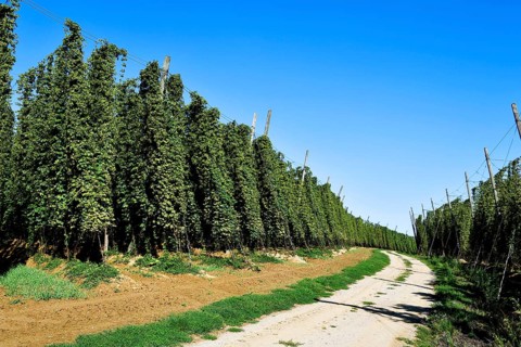Harvested hops, hop garden, hop field, hop vines, hop bines, poles, field path, path, Nandlstadt,