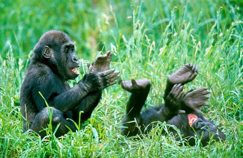 Young Western lowland gorillas (Gorilla gorilla)