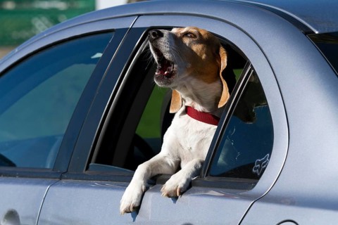 Beagle looking through open car window