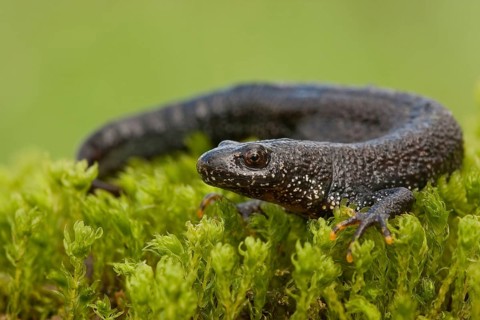Northern crested newt (Triturus cristatus), Rhineland-Palatinate, Germany, Europe