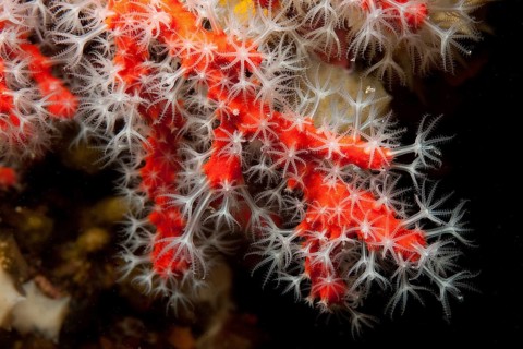 Red coral (Corallium rubrum), Red Coral, Sardinia, Europe, Mediterranean Sea, Italy, Europe