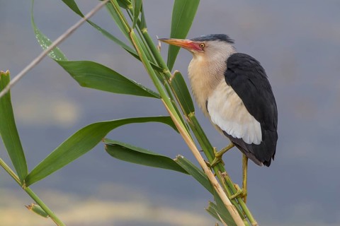 Little bittern (Ixobrychus minutus), male, Lake Kerkini, Greece, Europe