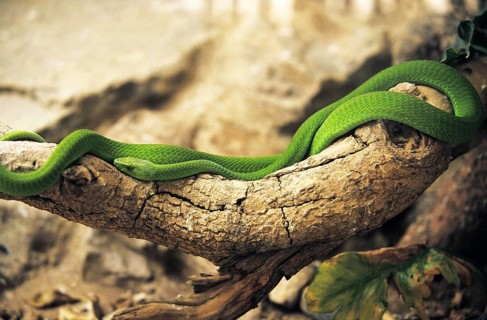GREEN MAMBA (dendroaspis angusticeps) ON BRANCH