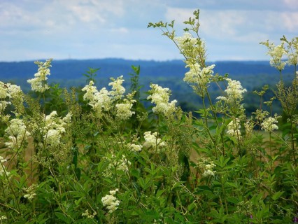 Medicinal plant : Meadowsweet (Filipendula ulmaria) flowering, True meadowsweet