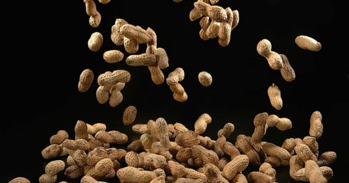 Peanuts (arachis hypogaea), Fruits falling against Black Background