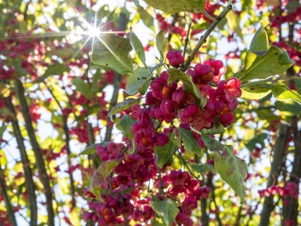 Rays of sunshine, european spindle (Euonymus europaeus), Fikšinci, Slovenia, Europe