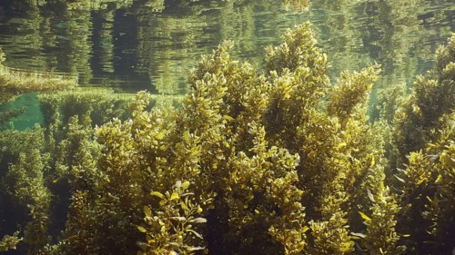 Thickets Seaweed Brown (Sargassum) swaying on waves creeping along under surface of water reflected
