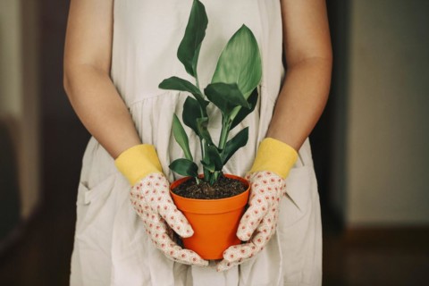 Unrecognizable (Strelitzia Reginae) female gardener in dress and gloves carrying orange pot with