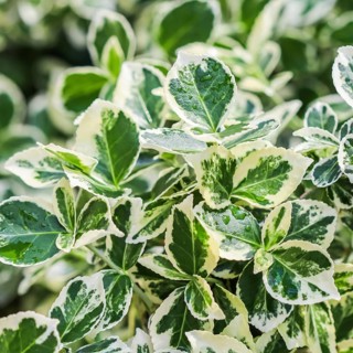 Texture, background, pattern of green and white leaves of Euonymus fortunei Emerald Gaiety with