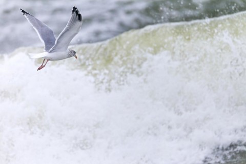 European herring gull (Larus argentatus), the bill is yellow with a red spot at the tip of the