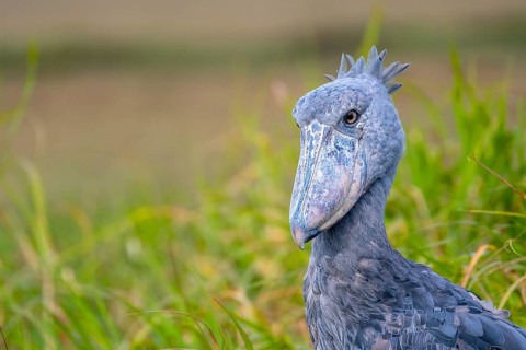 Shoebill (Balaeniceps rex), also Abu Markub, animal portrait, Bangweulu Swamps, Zambia, Africa