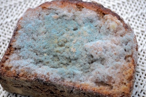 Mould on bread, mouldy bread
