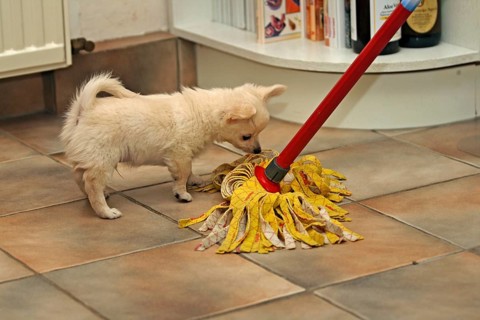 Woman cleaning the kitchen with a mop and Chihuahua puppy, 9 weeks old, playfully biting the