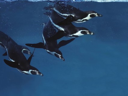 Humboldt Penguin (spheniscus humboldti), Adults swimming under water