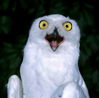 Snowy owl (nyctea scandiaca), adult calling