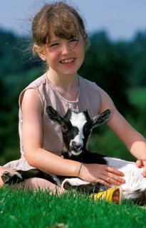 GIRL WITH PYGMY GOAT (capra hircus)