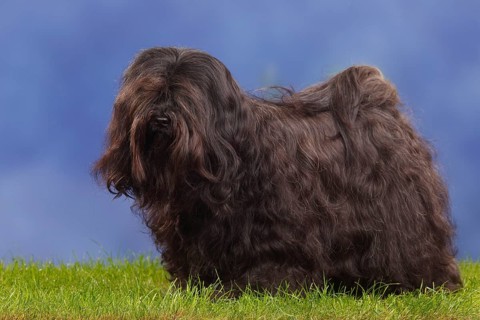 Tibetan Terrier, page