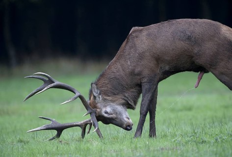 Red deer (Cervus elaphus), male, lateral, urinating, urinating, urinating