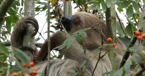 Two Toed Sloth (choloepus didactylus), Adult Hanging from Branch