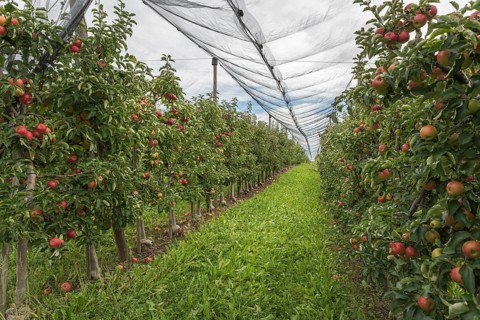 Apple orchard with ripe red apples, protected by a hail net, Hagnau am Lake Constance,