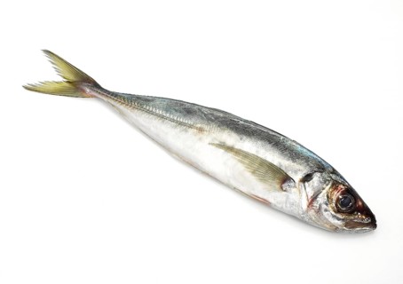 Horse mackerel, Horse mackerel, Horse mackerel, Wood mackerel, Other animals, Fish, Animals, Horse