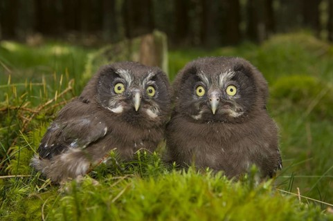 Tengmalm's Owl (Aegolius funereus), Branched Owl, Tengmalm's owl