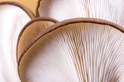 Oyster mushroom (Pleurotus ostreatus) or as easily cultivated mushroom