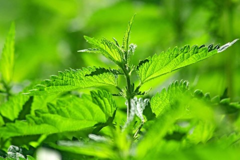 Closeup of a field of common, burn or stinging nettle leaves (urtica dioica urens) in backlight