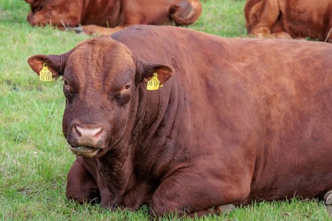 Brown cow with ear tags lying on a green meadow, borken, münsterland, germany