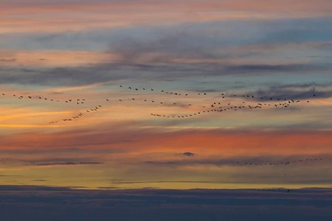 Crane migration at sunset