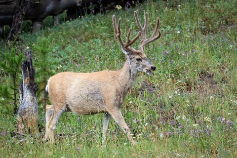 White-tailed deer, Yellowstone NP, USA, North America