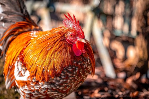 Feather-footed cock, Brahma chicken (Gallus gallus domesticus) in the sunshine in January in the