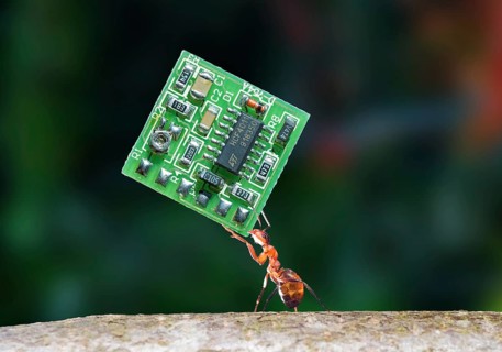 Macro of Red Wood Ant (Formica Rufa) carrying a PCB, Microchip or processor