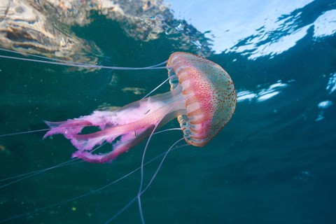 Luminous jellyfish, Pelagia noctiluca, Cap de Creus, Costa Brava, Spain, Europe